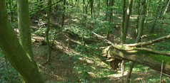 Click to enlarge Highslide JS